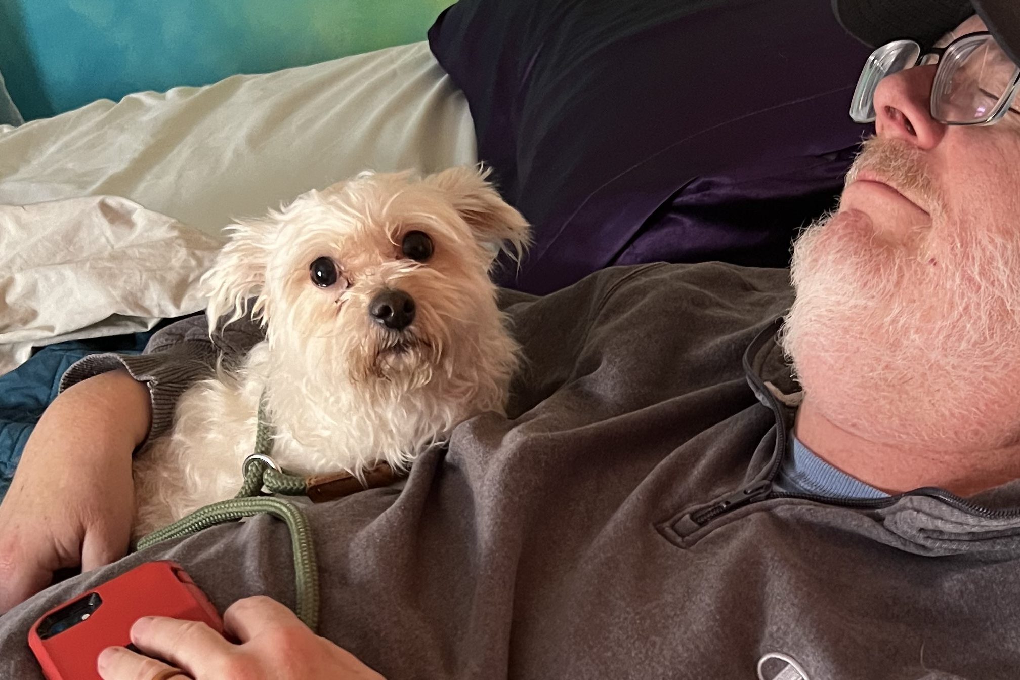 Small white poodle mix looking at the camera while lying in the crook of a sleeping man's arm. The man and the dog are both on a bed with purple and gray pillows and a teal comforter.
